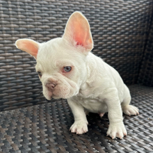 French Bulldog Puppy Cyborg