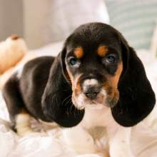 Basset Hound Puppy Kallie