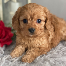 Cavapoo Puppy Ginger