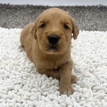 Golden Retriever Puppy Baxter