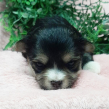 Morkie Puppy Memphis