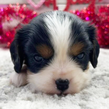 Cavalier King Charles Spaniel Puppy Jocelyn