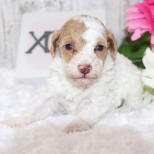 Poodle Puppy Bubba