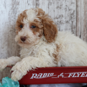 Poodle Puppy Bubba