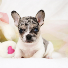 French Bulldog Puppy Arnold