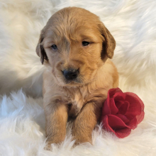 Golden Retriever Puppy Rambo