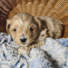Maltipoo Puppy Paxton