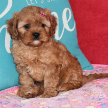 Cavapoo Puppy Trixie