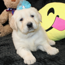 Golden Retriever Puppy Delila