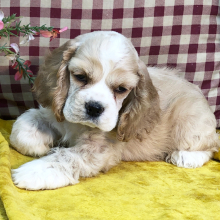 Cocker Spaniel Puppy Pinto