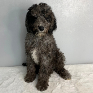 Goldendoodle Puppy Bell