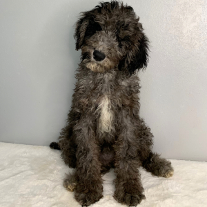 Goldendoodle Puppy Bell
