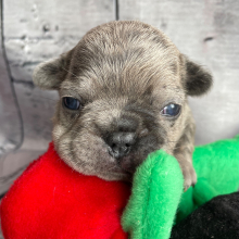 French Bulldog Puppy Samson