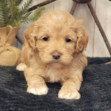 Cockapoo Puppy Henry