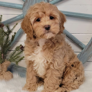 Cockapoo Puppy Henry