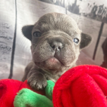 French Bulldog Puppy King