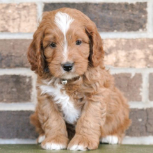 Cavapoo Puppy Mr. Papaya