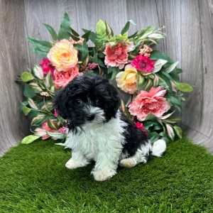 Havanese Puppy Sullivan