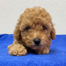 Poodle Puppy Emma