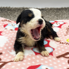 Bernese Mountain Dog Puppy Jasmine
