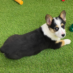 American Corgi Puppy Emerson