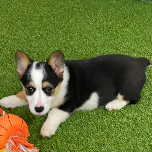 American Corgi Puppy Emerson