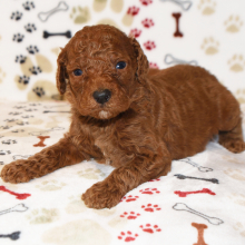 Poodle Puppy Nacho