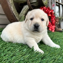 Labrador Retriever Puppy Kent