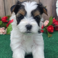 Yorkshire Terrier Puppy Macho