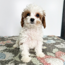 Puppy