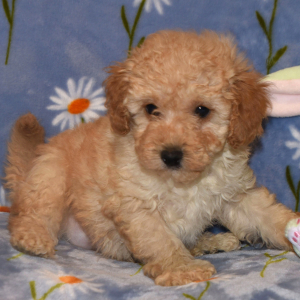 Goldendoodle Puppy Ringo