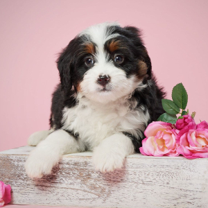 Bernedoodle Puppy Bella