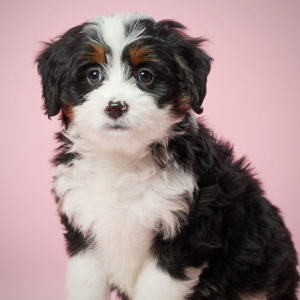Bernedoodle Puppy Bella