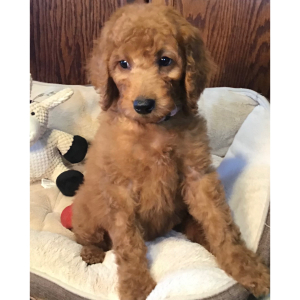 Goldendoodle Puppy Emme