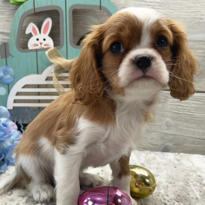Cavalier King Charles Spaniel Puppy Nyla