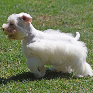 Miniature Schnauzer Puppy Murphy
