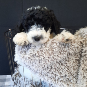Sheepadoodle Puppy Bella