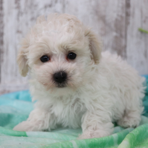Maltipoo Puppy Benny