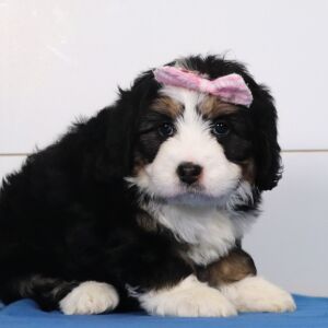 Bernedoodle Puppy Nova