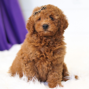 Goldendoodle Puppy Hadley