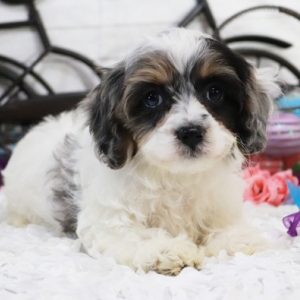 Cavapoo Puppy Foxxy