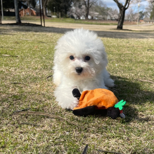 Bichon Frise Puppy Rocky