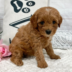 Cavapoo Puppy Kyndrie