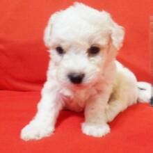 Bichon Frise Puppy Roy