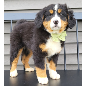 Bernese Mountain Dog Puppy Evonnie