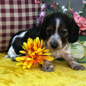 Dachshund Puppy Jada