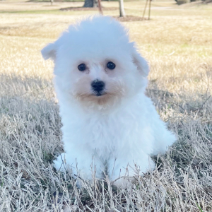 Bichon Frise Puppy Abby