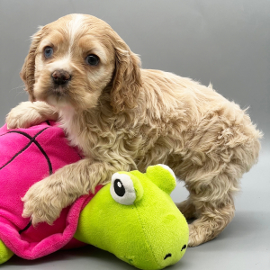 Cocker Spaniel Puppy Yoshi