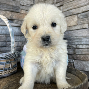 Golden Retriever Puppy Lily