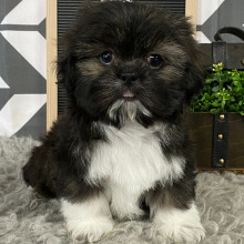 Shih Tzu Puppy Petee